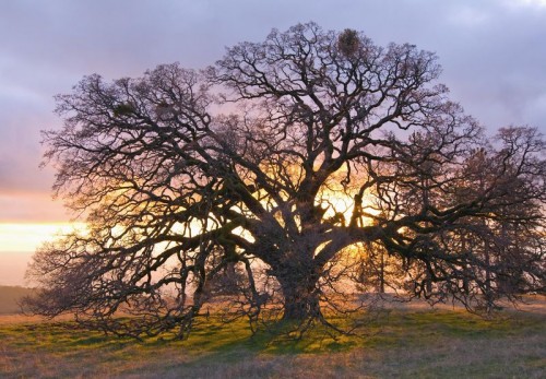 Sunset Oak Coe