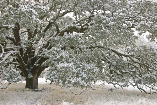 Coe Snow Close Oak