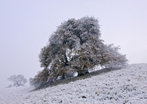 Coe Snow Oak