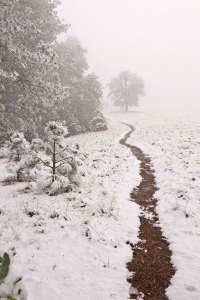 Coe Snow Trail