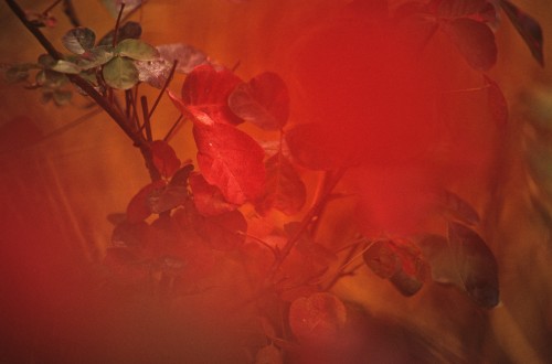 Poison Oak Portrait