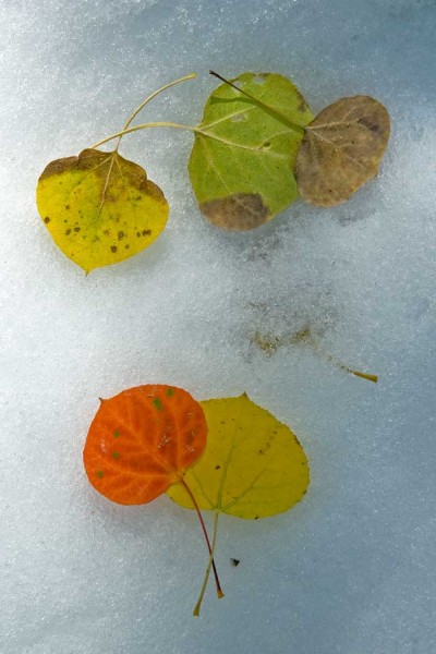 W-Leaves-On-Ice