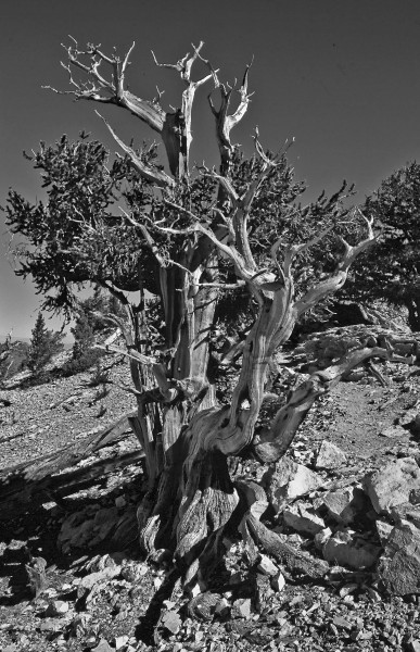 B&W Bristlecone Lite