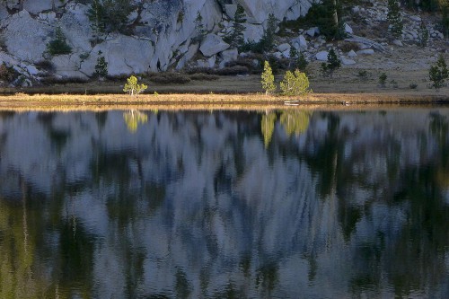 Light on Saplings