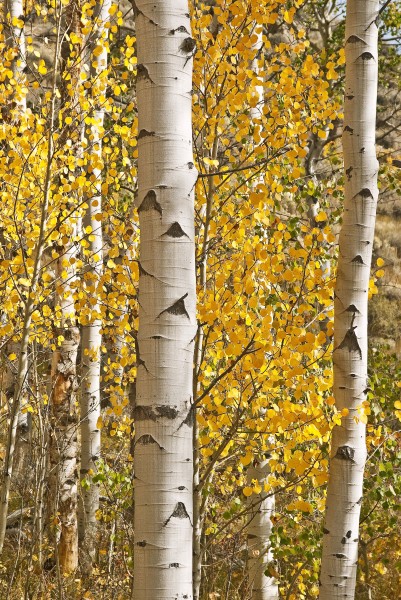 Aspen Trunk Forest Lite