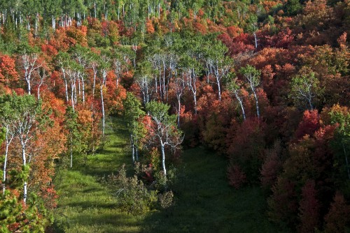 Maple Color wide