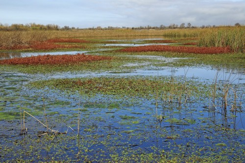 Central Valley Wetland Lite