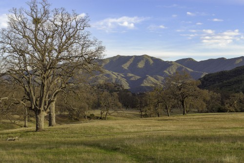 Meadow 2 Oaks-10-2